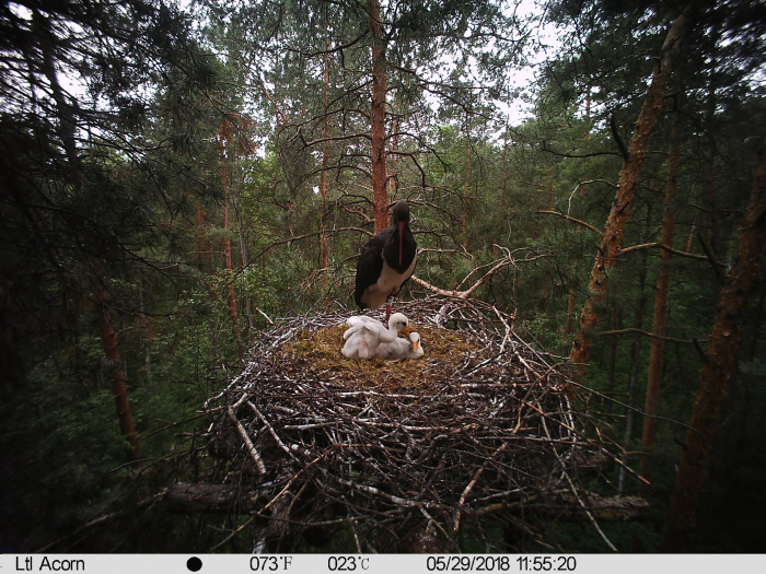 Сьогодні міжнародний день птахів! В закарпатських лісах живе унікальний лелека чорний (ФОТО)