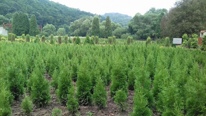 Лісові розсадники – колиска молодих лісів Закарпаття
