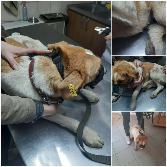 Ужгородська міська рада виділила кошти на стерилізацію безпритульних тварин