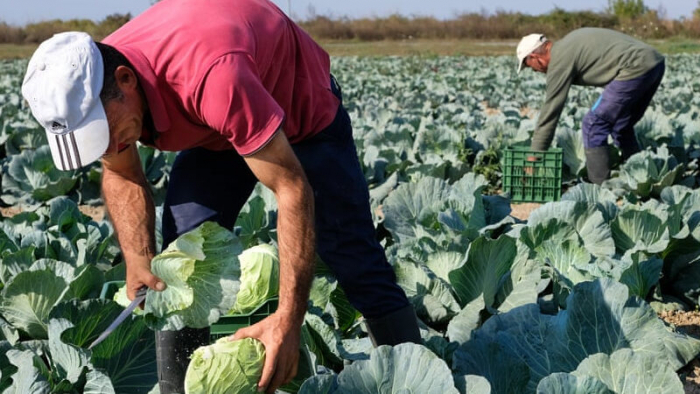 Чи вдасться "відбити" кошти – головне питання, яке наразі турбує закарпатських фермерів