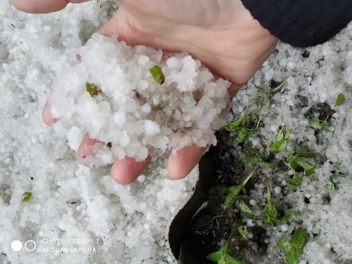 На Закарпатті весняний град знищив урожай селян (ФОТО)