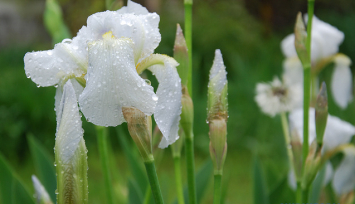 Похолодання та дощі: що очікувати закарпатцям від погоди цього тижня