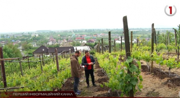 Закарпатський винороб розповів, як врятувати врожай від заморозків (ВІДЕО)
