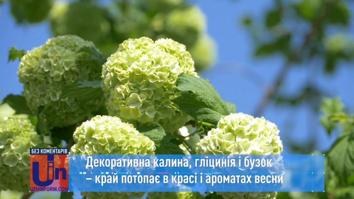 Декоративна калина, гліцинія і бузок – Закарпаття потопає в красі і ароматах весни (ВІДЕО)