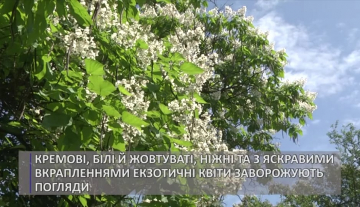 В Ужгороді рясно зацвіли катальпи (ВІДЕО)