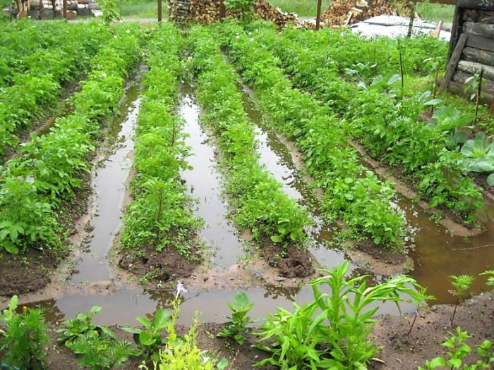 Усе гниє: через дощі на Закарпатті страждають городина та сади