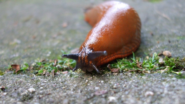 Нашестя іспанських слимаків: Як закарпатцям вберегти свій врожай