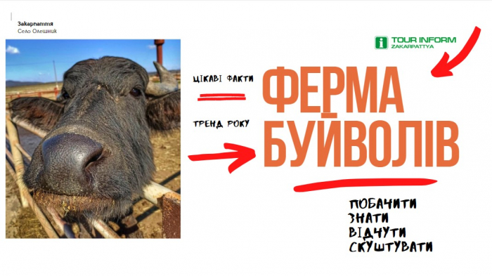 Цікаві факти – ферма буйволів на Закарпатті
