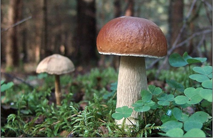 Закарпатські грибарі поділилися секретами вдалого збору (ВІДЕО)
