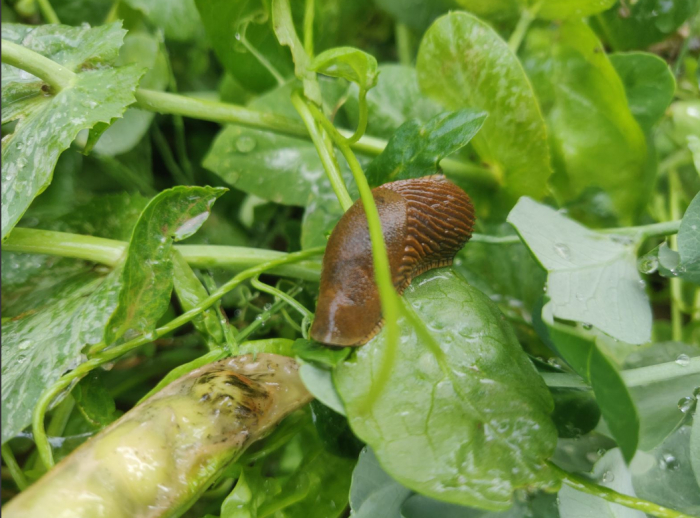 Як не дощі чи паводки, так інша напасть: руді слимаки винищують городину у закарпатців