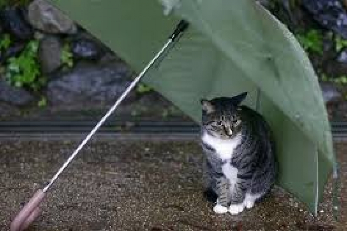 Закарпаття: дощів випало майже на 300 % більше від норми