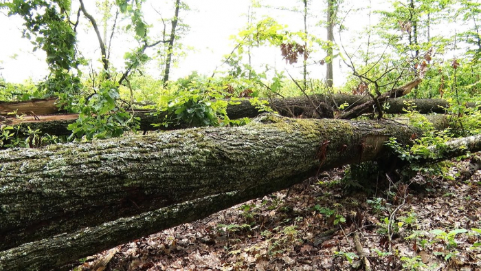 Буревій повалив 130 гектарів насаджень у лісництві ім. Маурера на Берегівщині