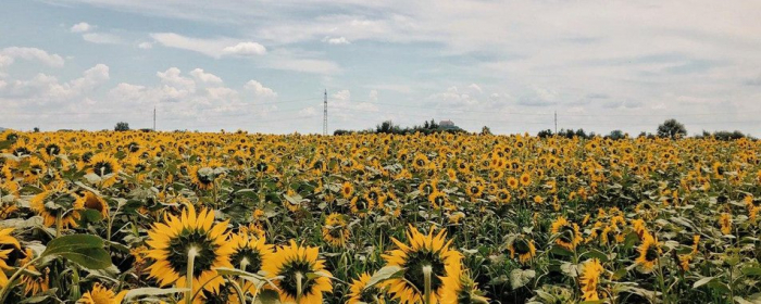 Природна фотозона: на Закарпатті розцвіло соняшникове поле (ФОТО)
