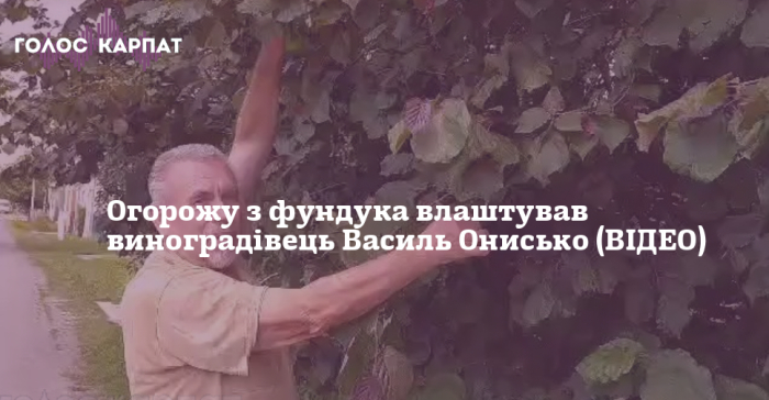 Виноградівець облаштував огорожу з фундука (ВІДЕО)