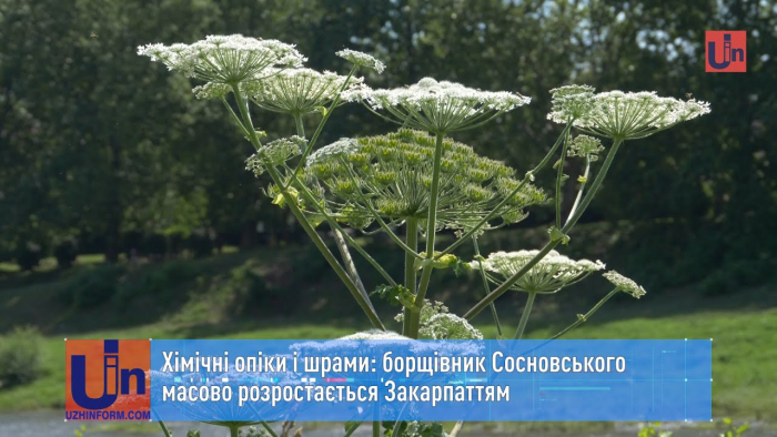 Хімічні опіки і шрами: борщівник Сосновського масово розростається Закарпаттям (ВІДЕО)