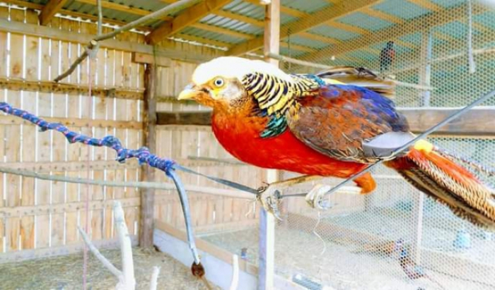 "Крилата" родзинка Закарпаття: фазанарій у Буштині (ФОТО)