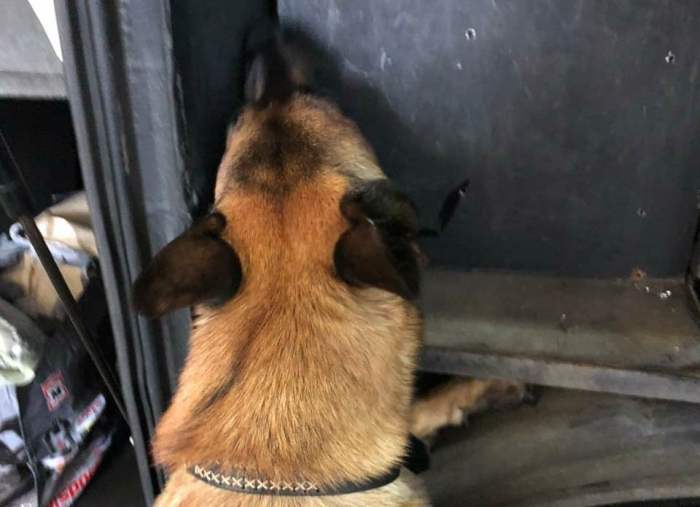 Собака закарпатських митників Рамсі вкотре винюхав «сонячний» тайник