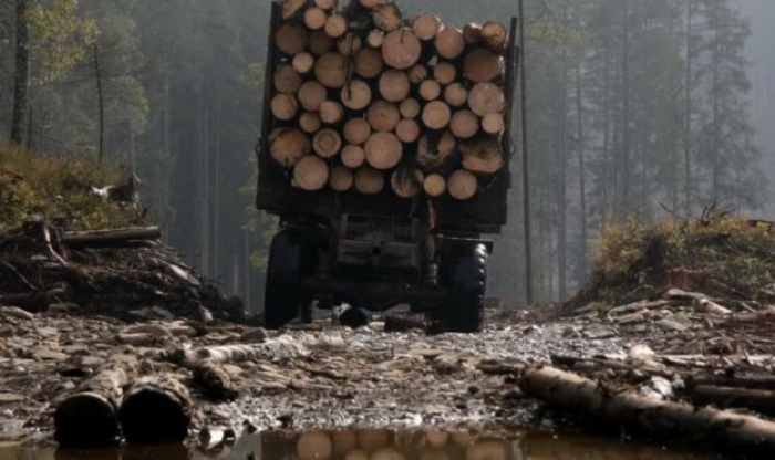 На Закарпатті встановили 180 відеокамер та фотопасток для запобігання рубкам лісу