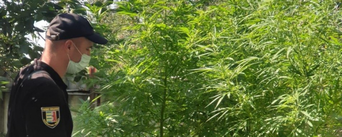 19 стебел заввишки понад 2 метри: у мешканця Дубрівки виявили посіви конопель
