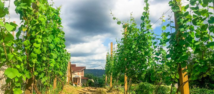 В Ужгороді відкриють Виноградну гору – туристичний об’єкт і символ міста