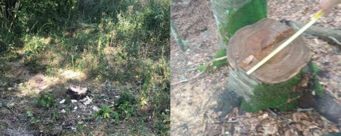 Закарпатця судитимуть за незаконну вирубку дерев
