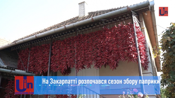 На Закарпатті розпочався сезон збору паприки (ВІДЕО)