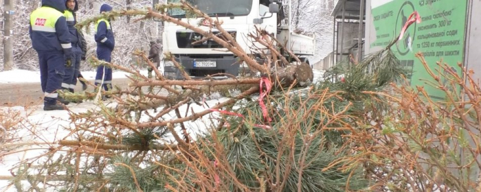 Викинуті ялинки після новорічних свят почали прибирати зі смітників Ужгорода