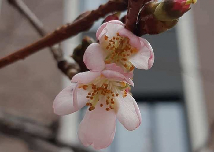 На Закарпатті посеред зими розквітла "шалена" сакура (ФОТОФАКТ)
