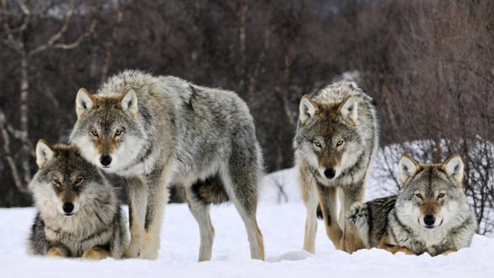 На Закарпатті зграя вовків тероризує ціле село (ВІДЕО)