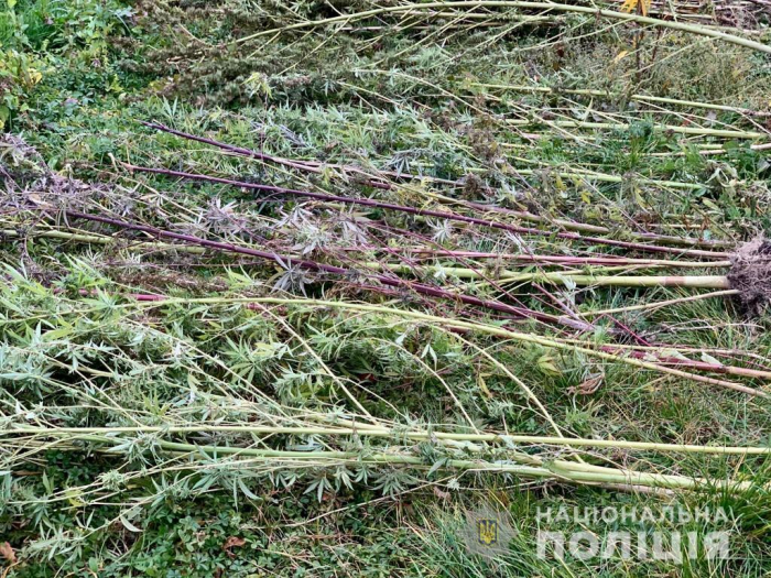 У Мукачеві поліцейські під час обшуку вилучили у раніше судимого майже пів кілограма марихуани та кущі конопель 