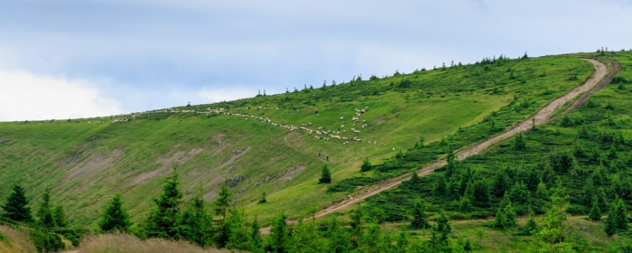 На Закарпатті шукають 37-річного грибника, який заблукав у лісі