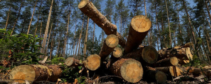 На Закарпатті Воловецький лісгосп відшкодував державі збитки за зрубані 29 дерев