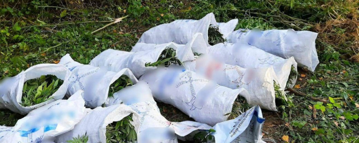 На Закарпатті у чоловіка вилучили майже 45 кілограмів конопель