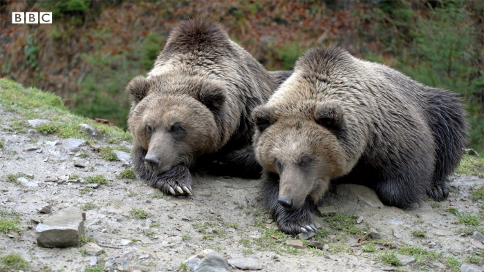 У реабілітаційному центрі на Закарпатті ведмеді готуються до зимової сплячки (ВІДЕО)