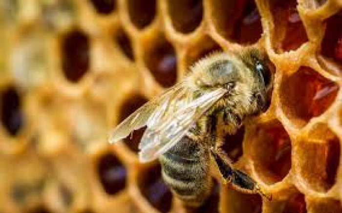Карпатська бджола: Трудові будні закарпатських пасічників (ВІДЕО)