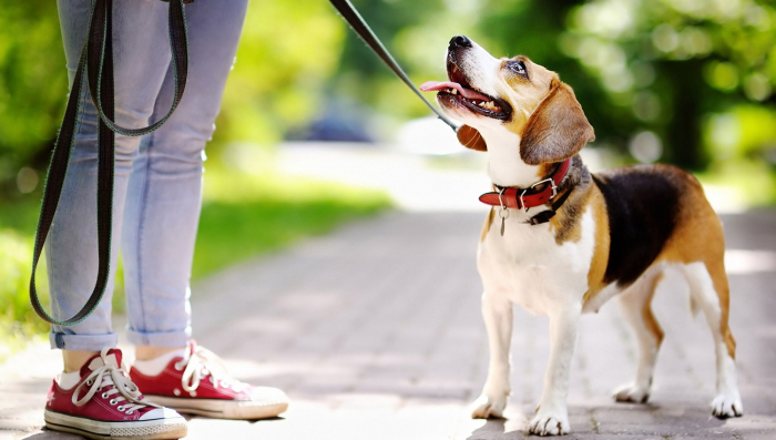 Штрафи за неправильний вигул собак: як реагують ужгородці? (ВІДЕО)