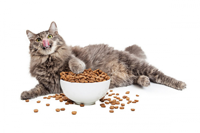 Какой купить сухой корм для кошек?