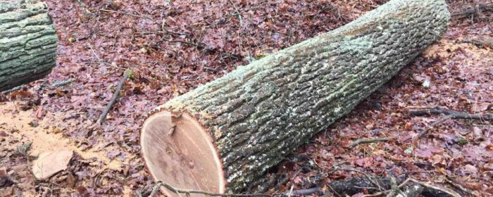 За незаконну рубку лісу судитимуть закарпатця
