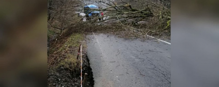 Підтоплені двори та повалене дерево: рятувальники ліквідовували наслідки дощу в Ужгороді
