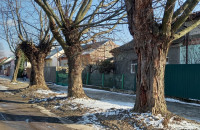 В Ужгороді комісійно обстежили зелені насадження на Капушанській