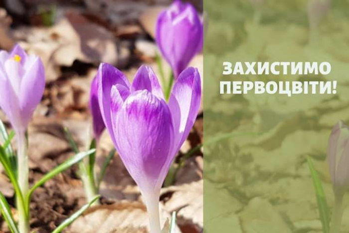 Стартувала акція «Первоцвіт»: які штрафи очікують на порушників (ВІДЕО)