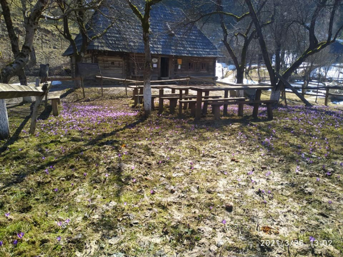 Фіолетова казка: у закарпатській Колочаві розцвіли крокуси (ФОТО)