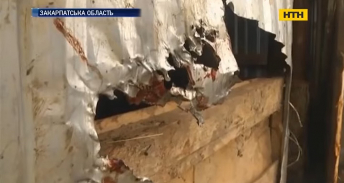 Невідома тварина тероризує кілька гірських сіл на Закарпатті (ВІДЕО)