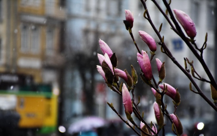 Синоптики прогнозують на Закарпатті тиждень дощів