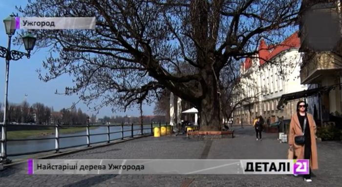 Платани, тиси та ліванський кедр: які вони, найстаріші дерева Ужгорода? (ВІДЕО)