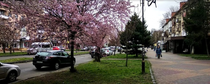 Період цвітіння сакур на Закарпатті: чи будуть святкові заходи під час пандемії коронавірусу