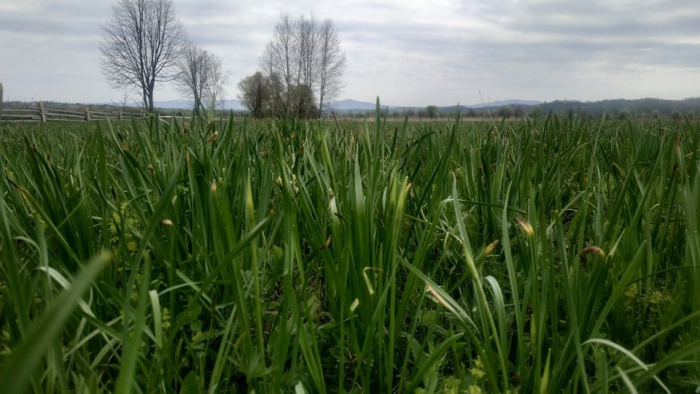 У Долині нарцисів от-от почнеться цвітіння – формуються бутони квітів