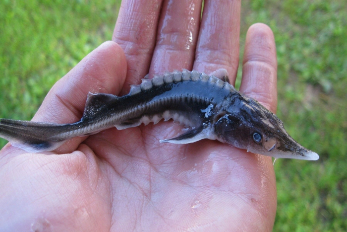 Закарпатські рибалки випустили в річки Ужгорода мальків стерляді