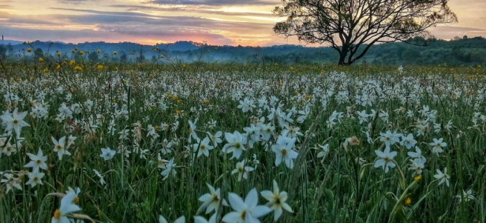 Як цвіте Долина нарцисів на Хустщині (ФОТО)
