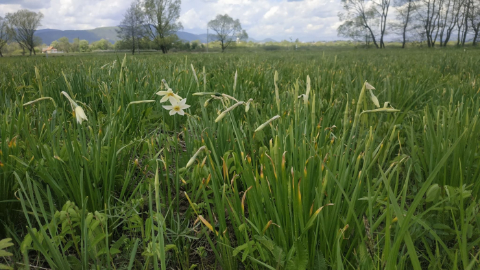 У Долині нарцисів на Закарпатті з'явилися перші квіти (ФОТОФАКТ)